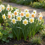 Narcisbollen Macaron Bloss