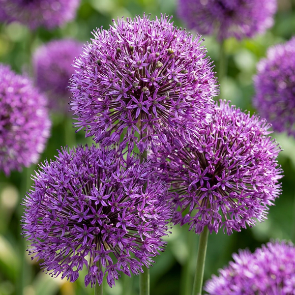 Prydløg Purple Sensation