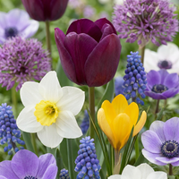 Blomsterløg mix Farverig