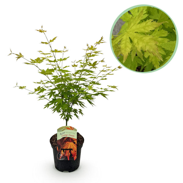 Japanse Esdoorn Orange Dream - Oranje - 70cm kopen bij Green Bubble