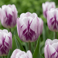 Tulpenbollen Flaming Flag