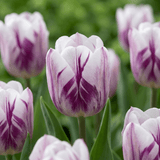 Tulpenbollen Flaming Flag