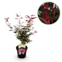 Japanse Esdoorn Shaina - Rood - 70cm