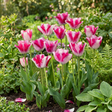 Tulpenbollen Mata Hari
