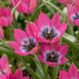 Tulipanløg Little Beauty