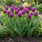 Tulipanløg Triumph Purple