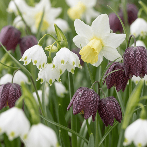 Bloembollen mix Vochtige tuin