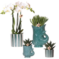 Combi deal - Orchidee (Amabilis) + succulenten in keramieken sierpotten