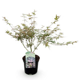 Product afbeelding 2