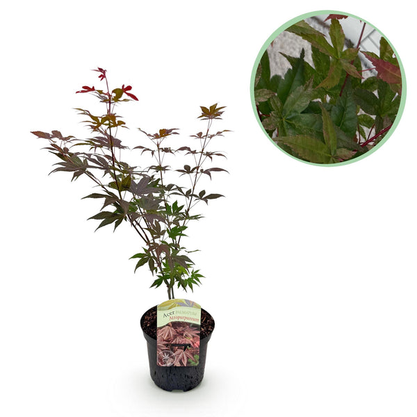 Japanse Esdoorn Atropurpureum - Paars - 70cm kopen bij Green Bubble
