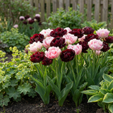 Tulpenbollen Sweet Desire mix
