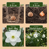 Narcisbollen Botanical White mix