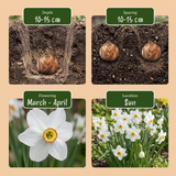 Narcisbollen Recurvus XL bollen