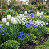 Blomsterløg mix Blå