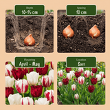 Tulpenbollen Dutch Design