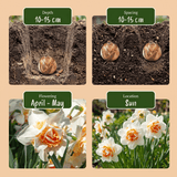 Narcisbollen Replete