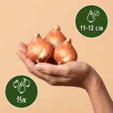 Tulpenbollen Triumph Pink