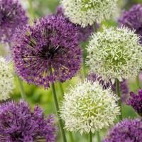 Alliumbollen Purple-White mix