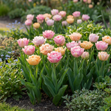 Tulipanløg Peaches & Kisses