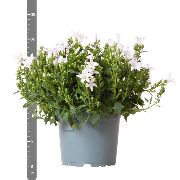 Campanula Addenda wit (Klokjesbloem) - 20cm kopen bij Green Bubble