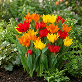 Tulpenbollen Praestans mix