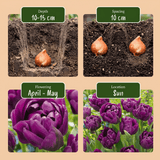 Tulpenbollen Double Lilac