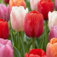 Tulpenbollen Glowing with pride