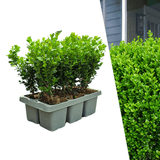 Product afbeelding 11