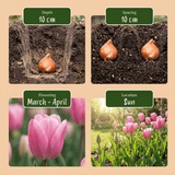 Bloembollen mix Roze