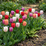 Tulpenbollen Glowing with pride