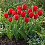 Tulipanløg Triumph Red