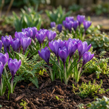 Krokusbollen Blue