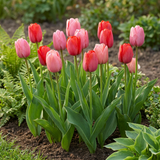 Tulpenbollen Pink-Red