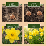 Daffodil bulbs February Gold