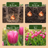 Tulpenbollen Triumph Pink