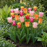Tulpenbollen Ballade mix