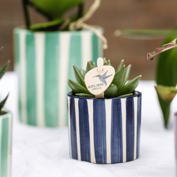Combi deal - Orchidee Lima + succulenten in keramieken sierpotten kopen bij Green Bubble