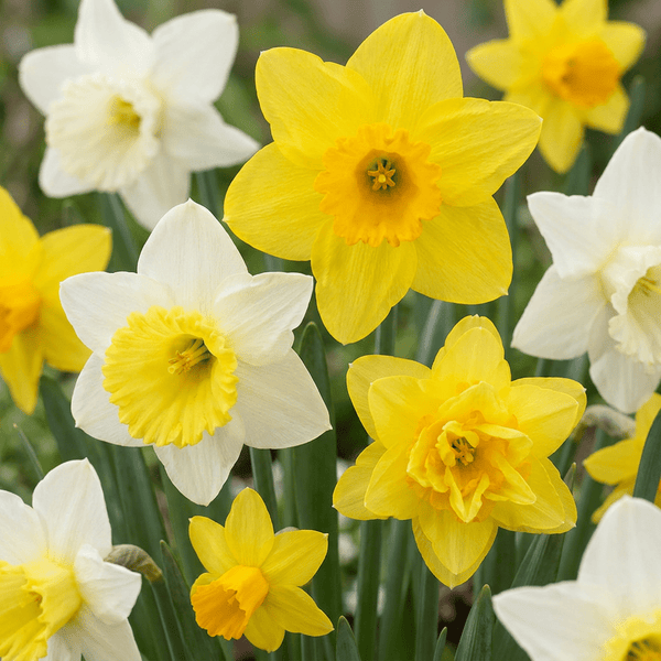 Narcisbollen Botanical mix