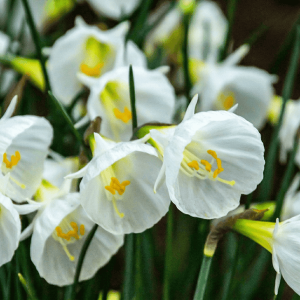 Narcisbollen White Petticoat