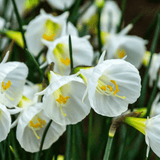 Daffodil bulbs White Petticoat