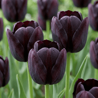 Tulipanløg Black