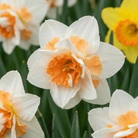 Narcisbollen Replete