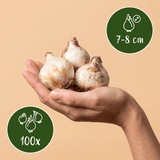 Blauwe druifjes bollen Armeniacum