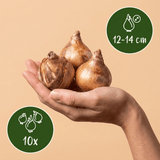 Narcisbollen Recurvus XL bollen