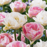 Tulpenbollen Double Sensation