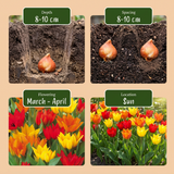 Tulpenbollen Praestans mix