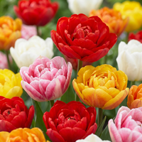 Tulipanløg Double mix