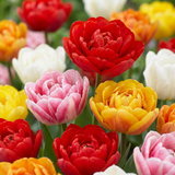 Tulipanløg Double mix