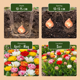 Tulipanløg Double mix