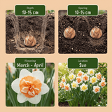 Narcisbollen Macaron Bloss